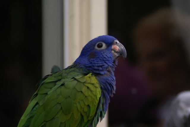 2011-06-12 Schollebos